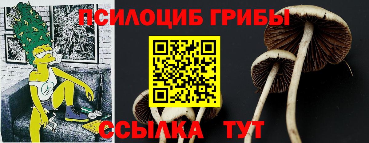 Галлюциногенные грибы Psilocybine cubensis Калининград